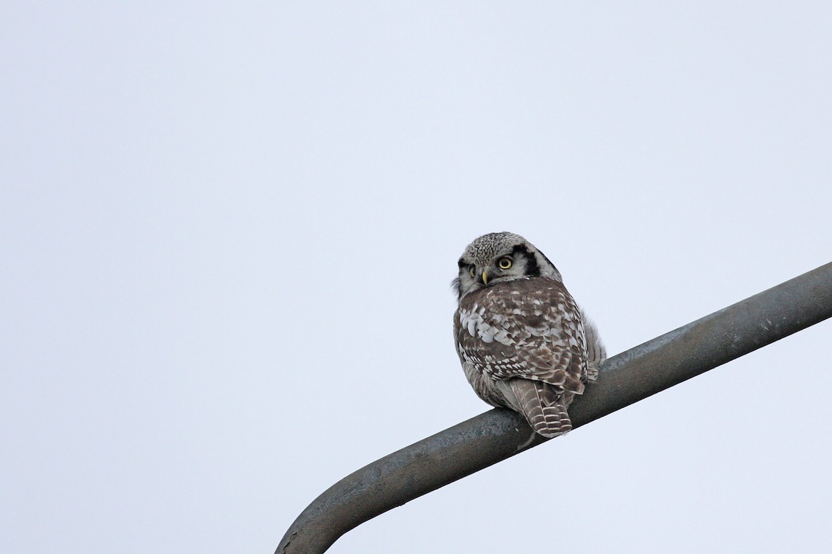 Northern Hawk Owl - ML646520055