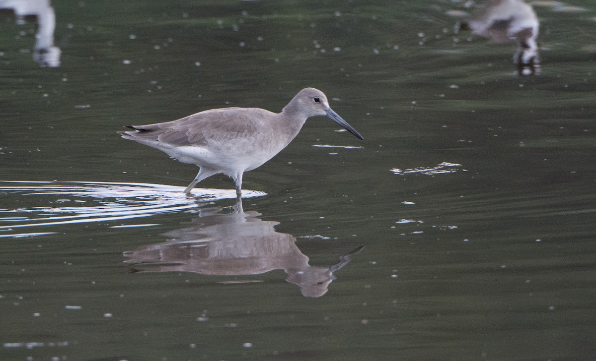 Willet - ML646520056