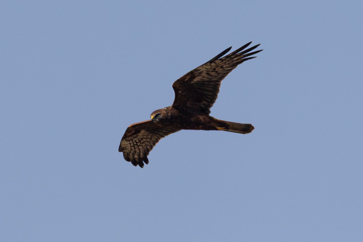 Лунь строкатий - ML646520058