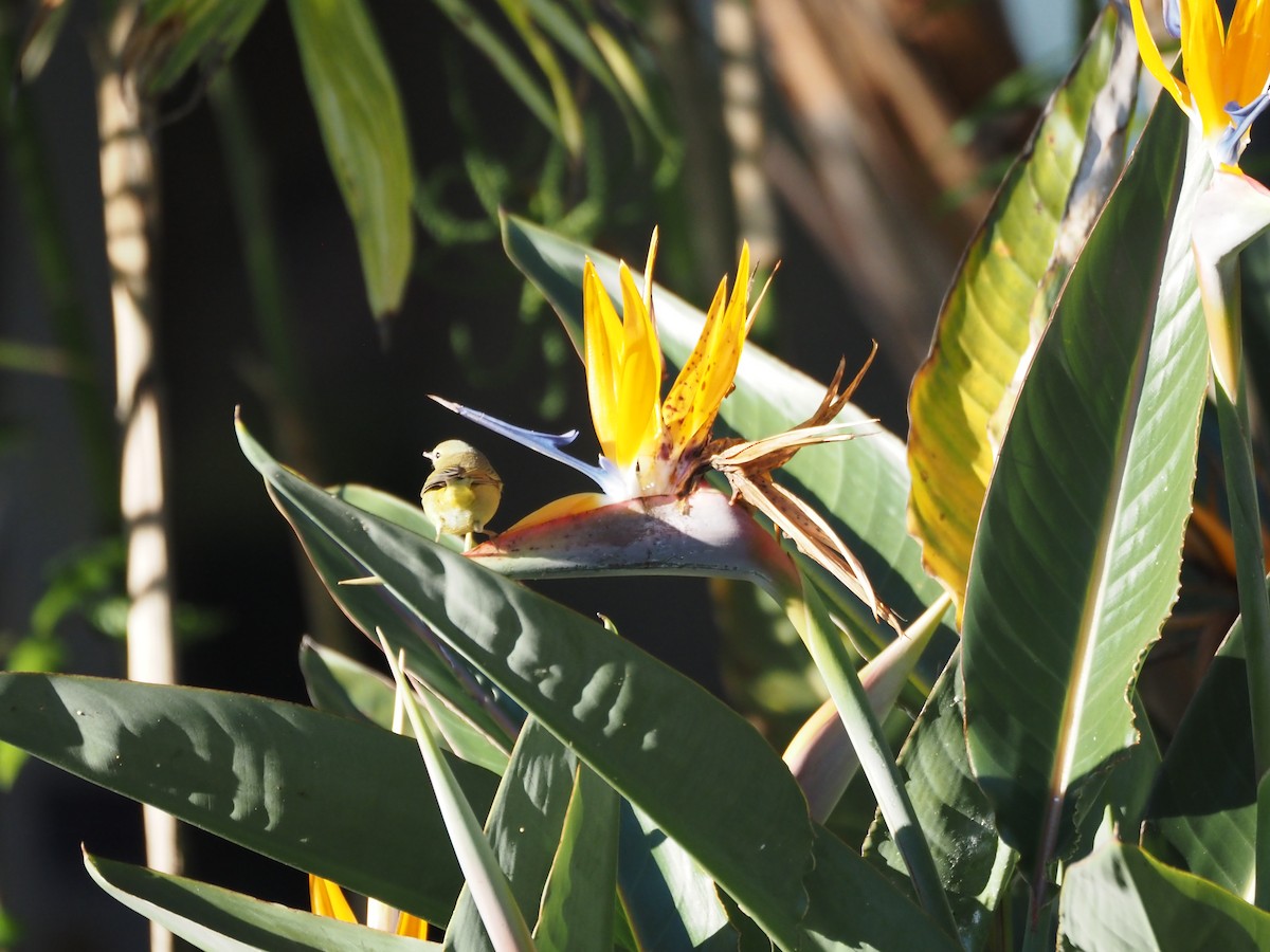 Common Yellowthroat - ML646520064