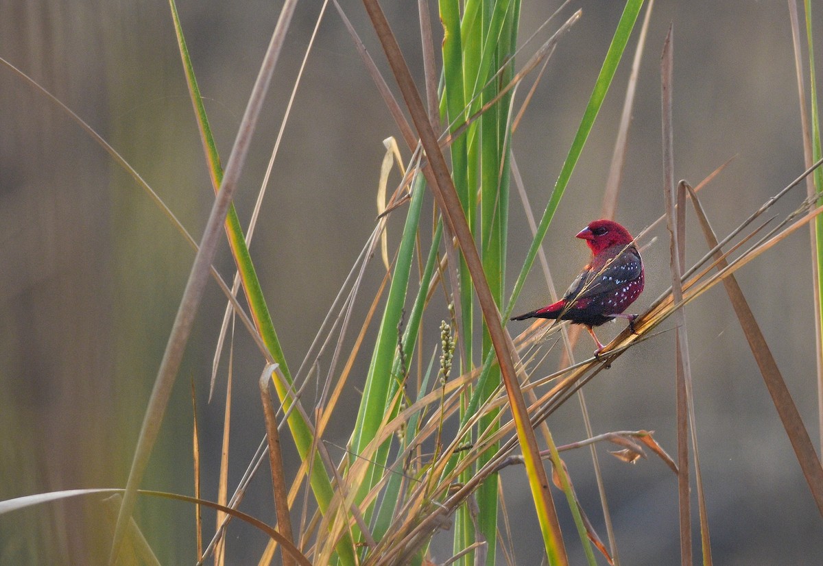 Red Avadavat - ML646520065