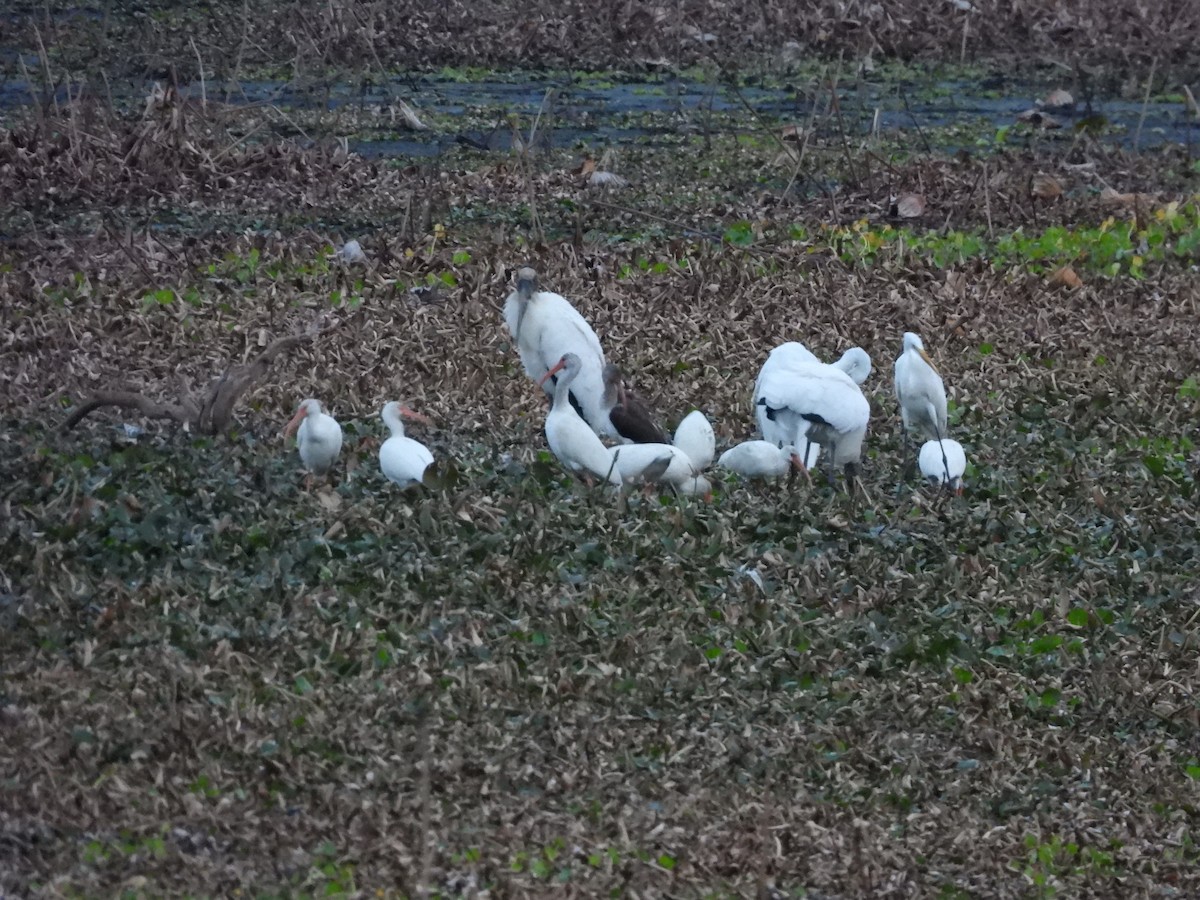 Wood Stork - ML646520066