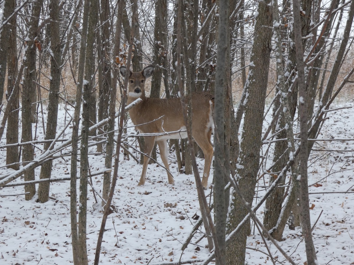 White-tailed Deer - ML646520068