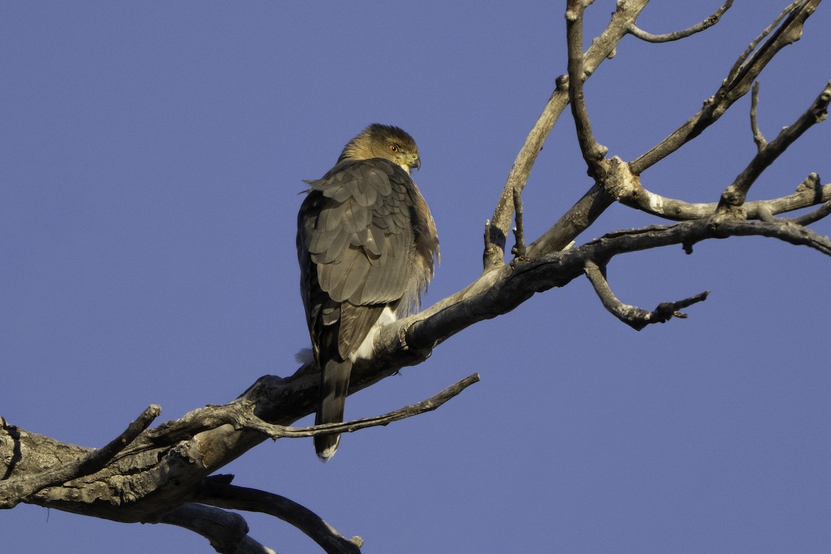 Cooper's Hawk - ML646520069