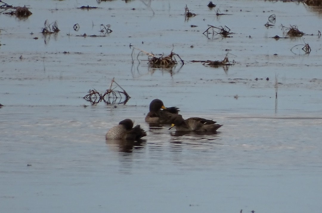 Yellow-billed Teal - ML646520070