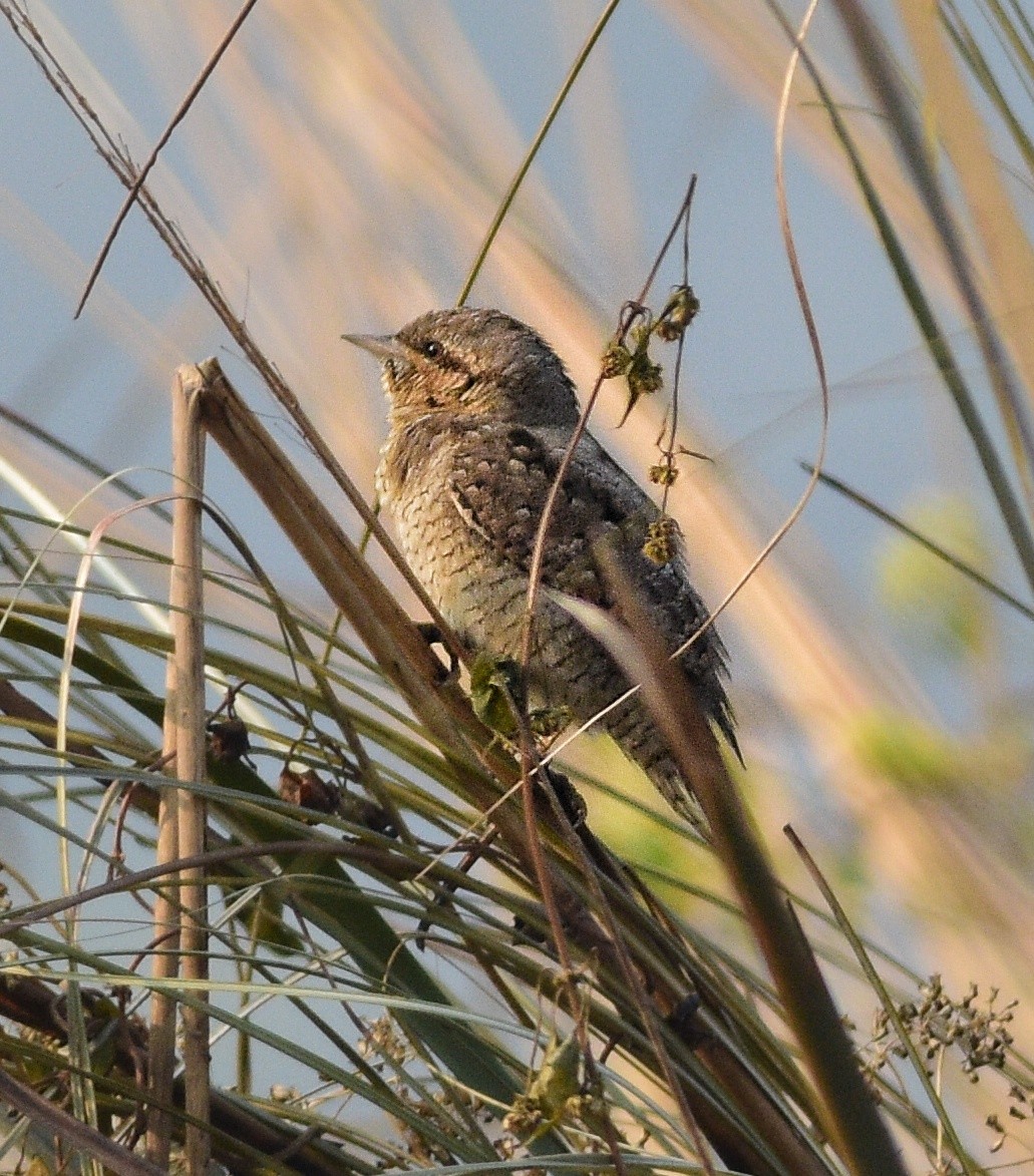 Eurasian Wryneck - ML646520073