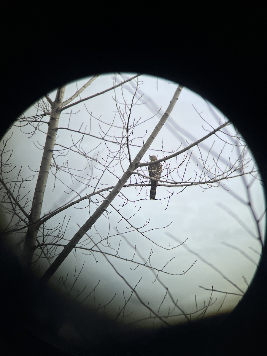 Cooper's Hawk - ML646520077