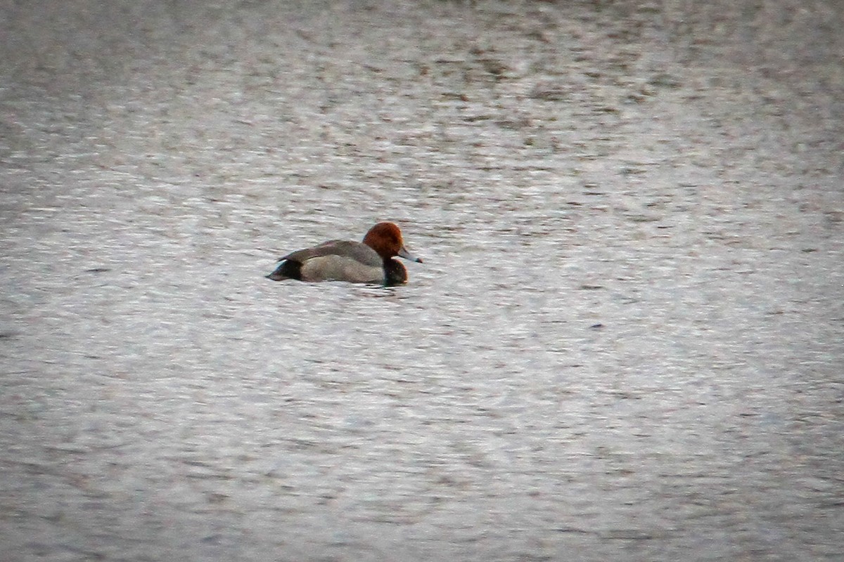 Redhead - ML646520079