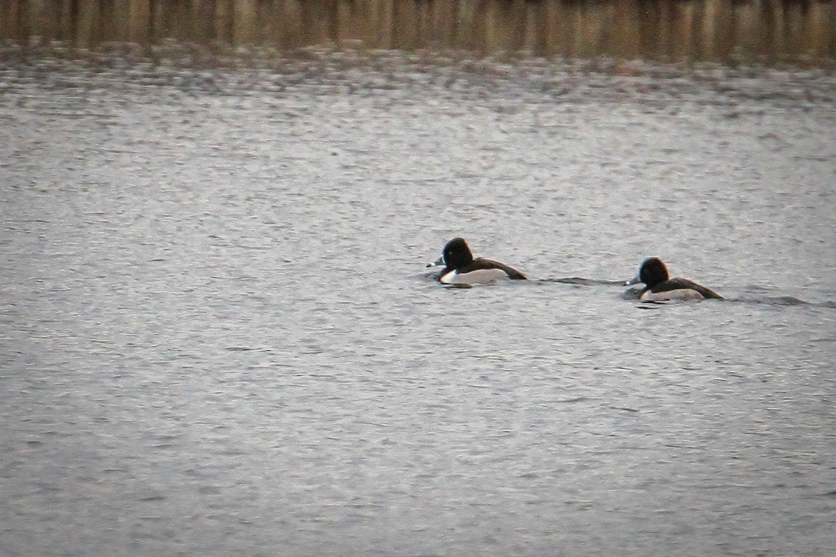 Ring-necked Duck - ML646520083