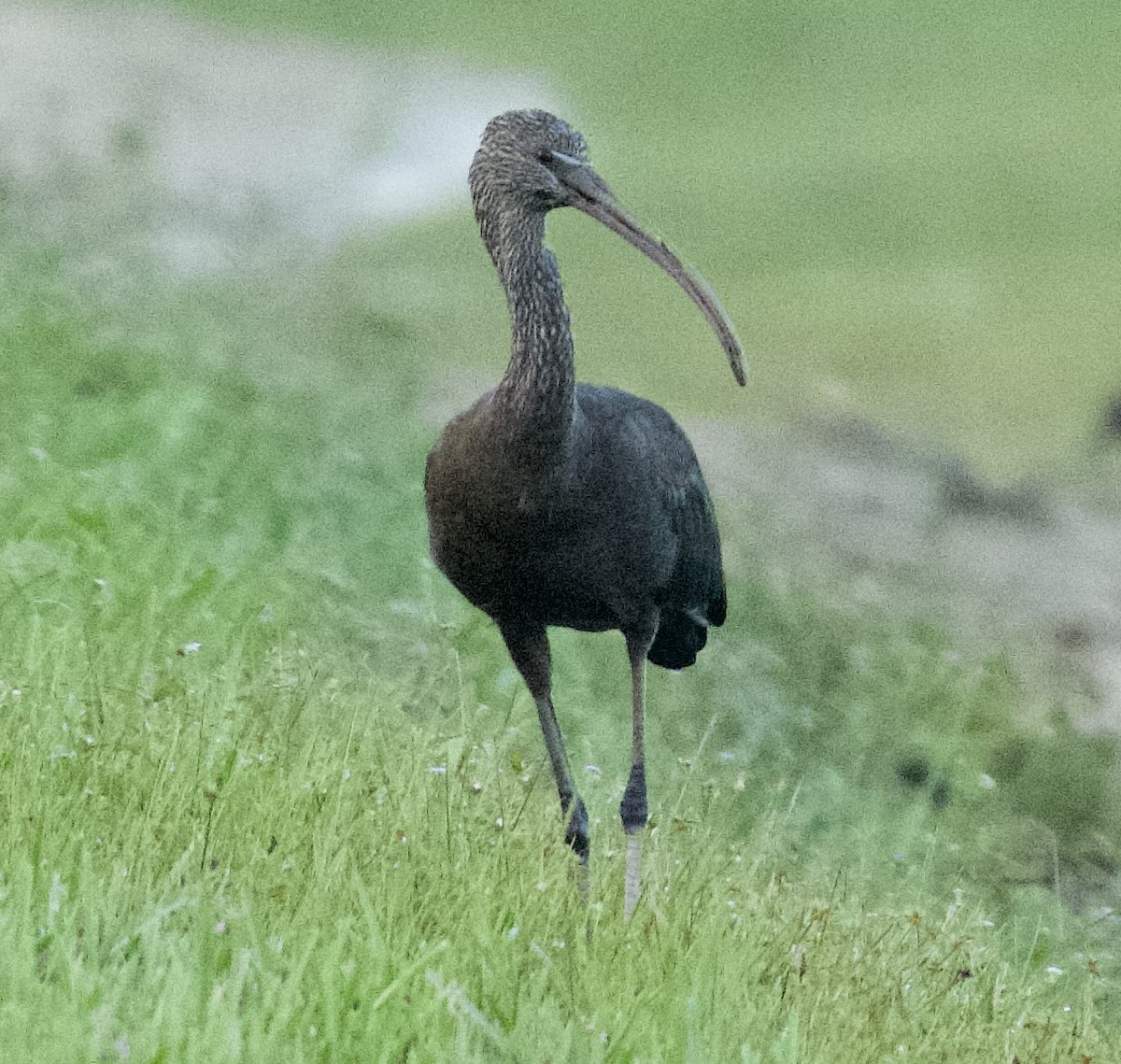 Morito Común - ML646520086