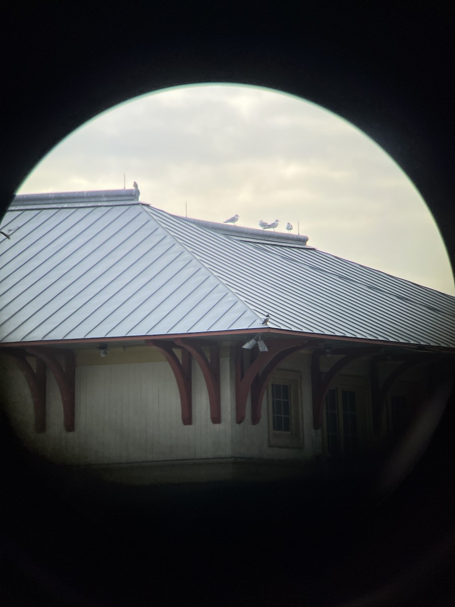 Belted Kingfisher - ML646520087