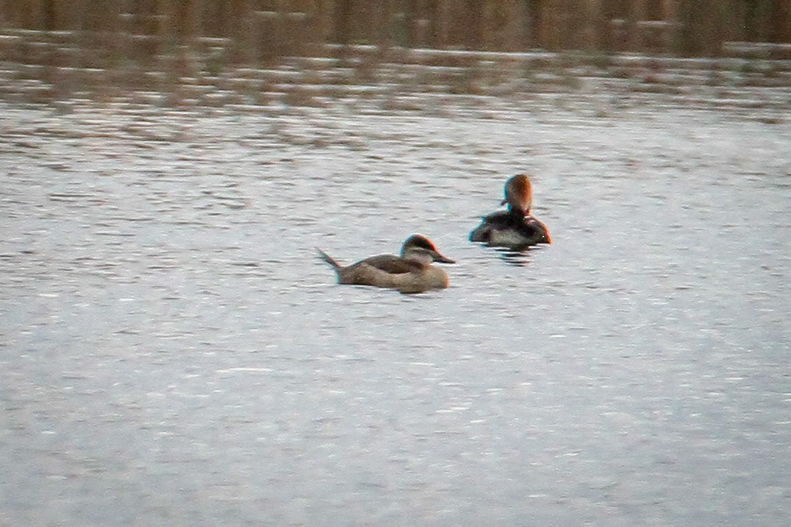 アカオタテガモ - ML646520088