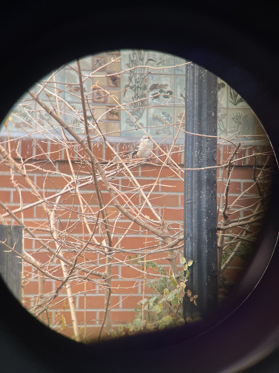 Northern Mockingbird - ML646520090