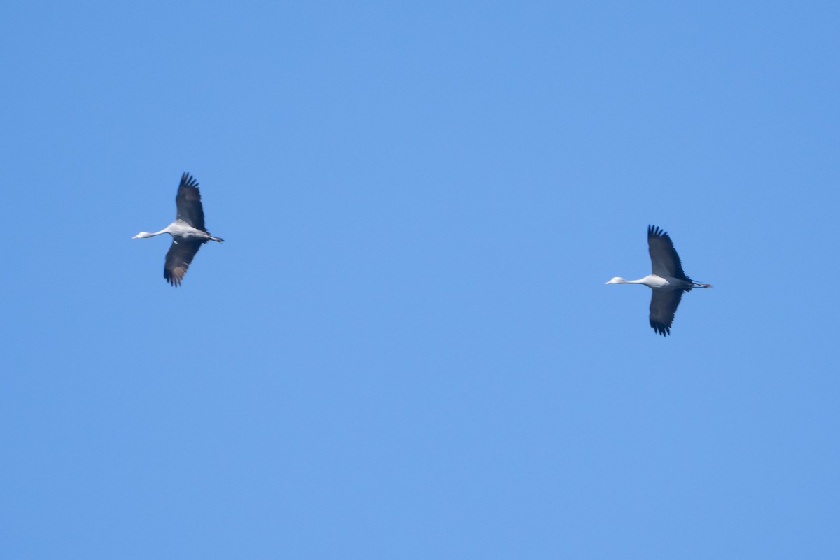 Blue Crane - ML646520092