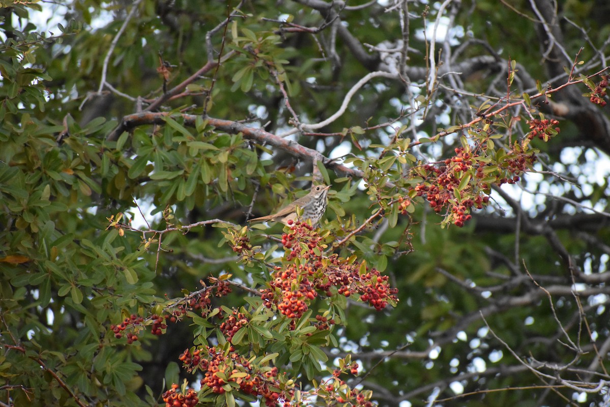 Grive solitaire - ML646520099