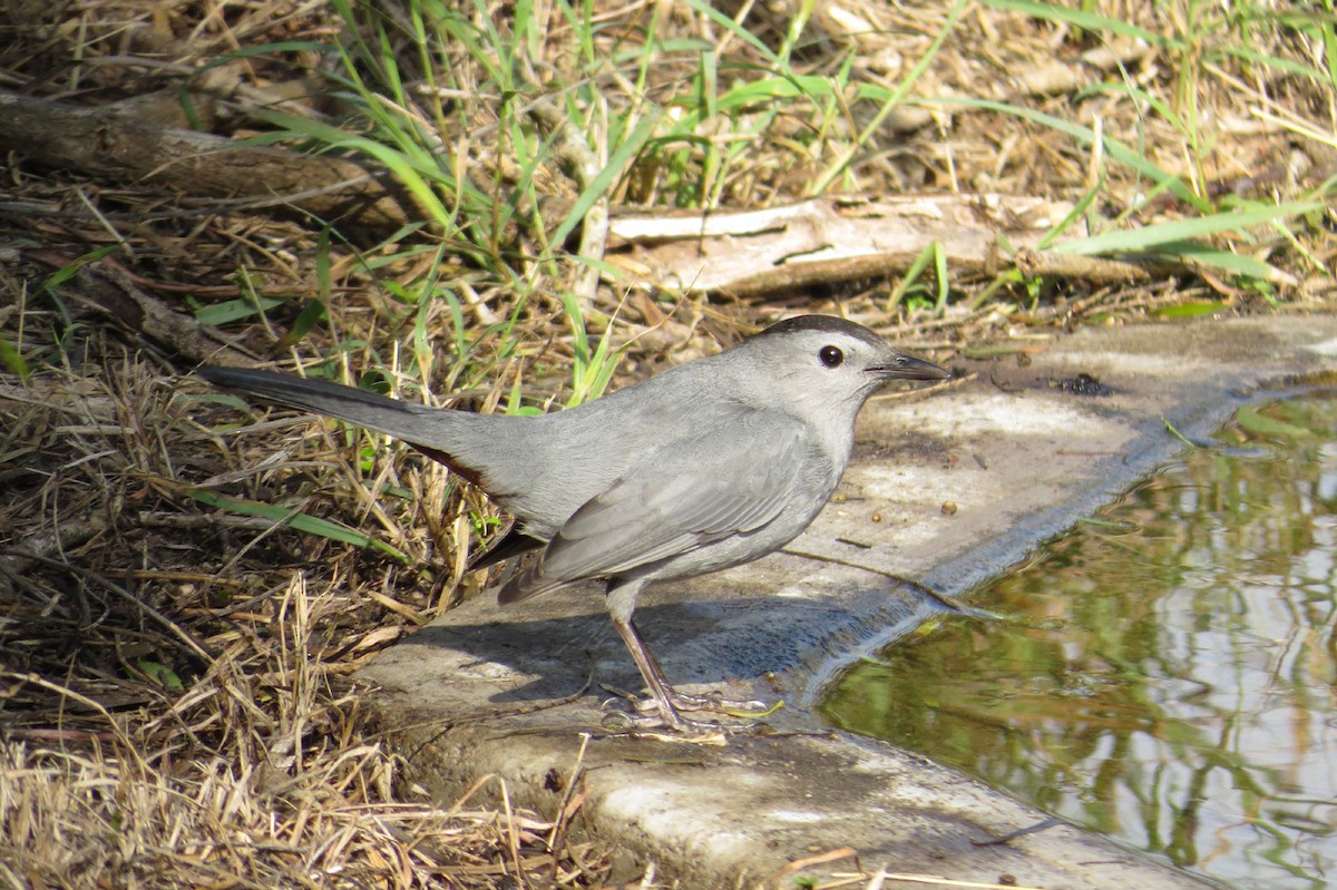 Gray Catbird - ML646520100