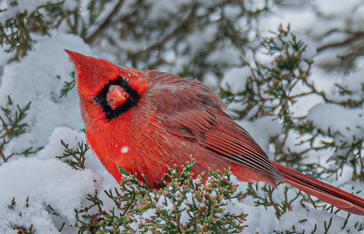 Northern Cardinal - ML646520103