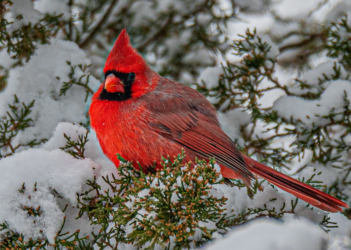 Northern Cardinal - ML646520104