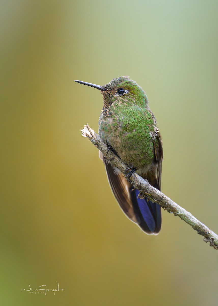 Viridian Metaltail - ML646520105