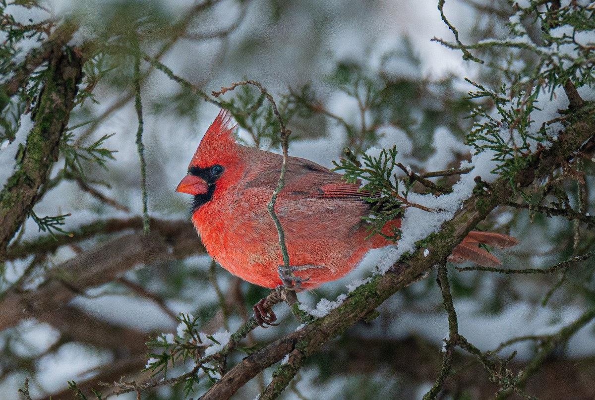 Northern Cardinal - ML646520106