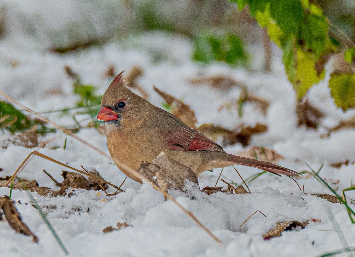 Northern Cardinal - ML646520107