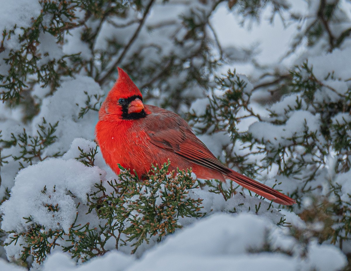 Northern Cardinal - ML646520108