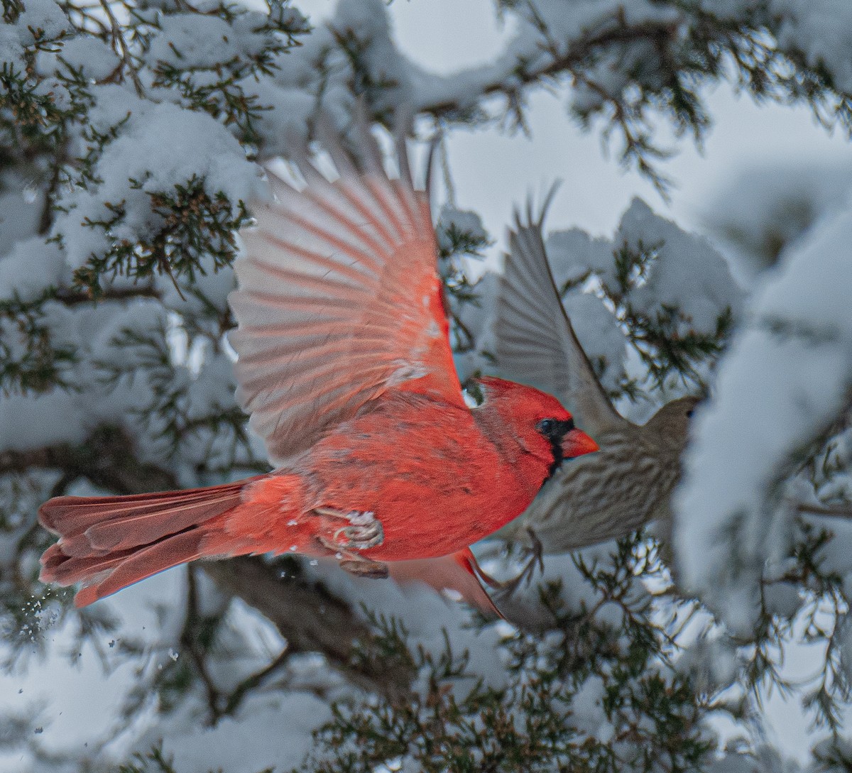 Northern Cardinal - ML646520109