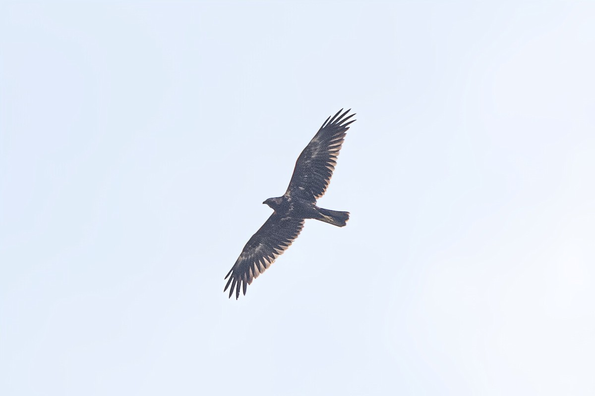 Zingira-mirotz eurasiarra - ML646520110