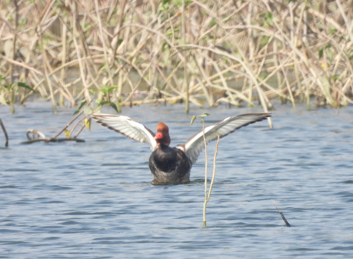 アカハシハジロ - ML646520111
