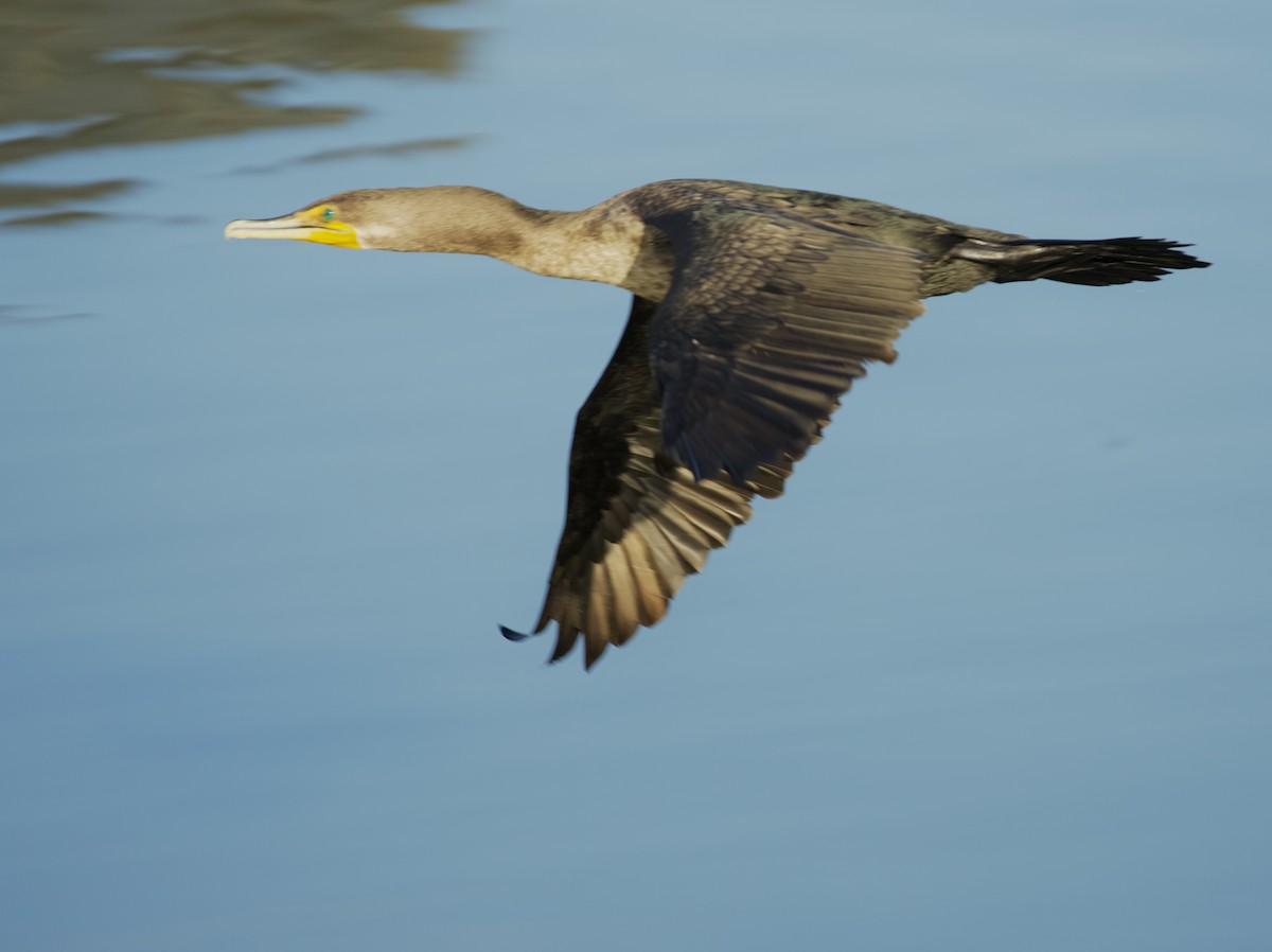 Cormorán Orejudo - ML646520112