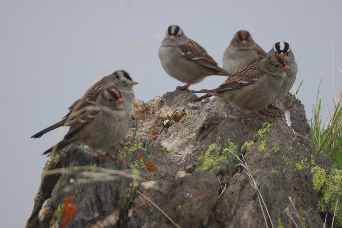 White-crowned Sparrow - ML646520114