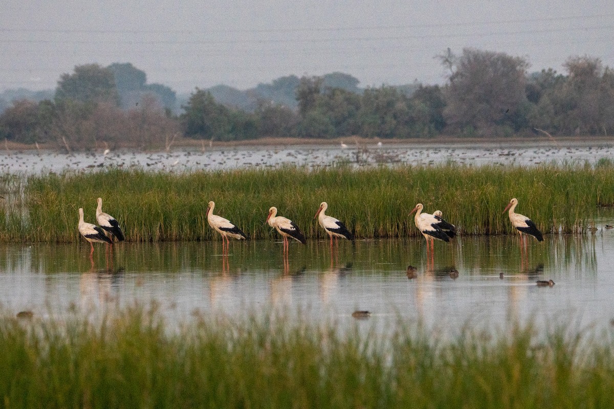 White Stork - ML646520115