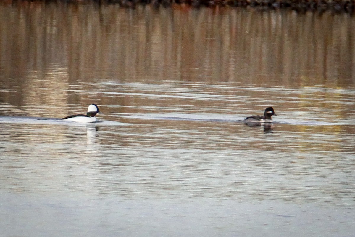 Bufflehead - ML646520116