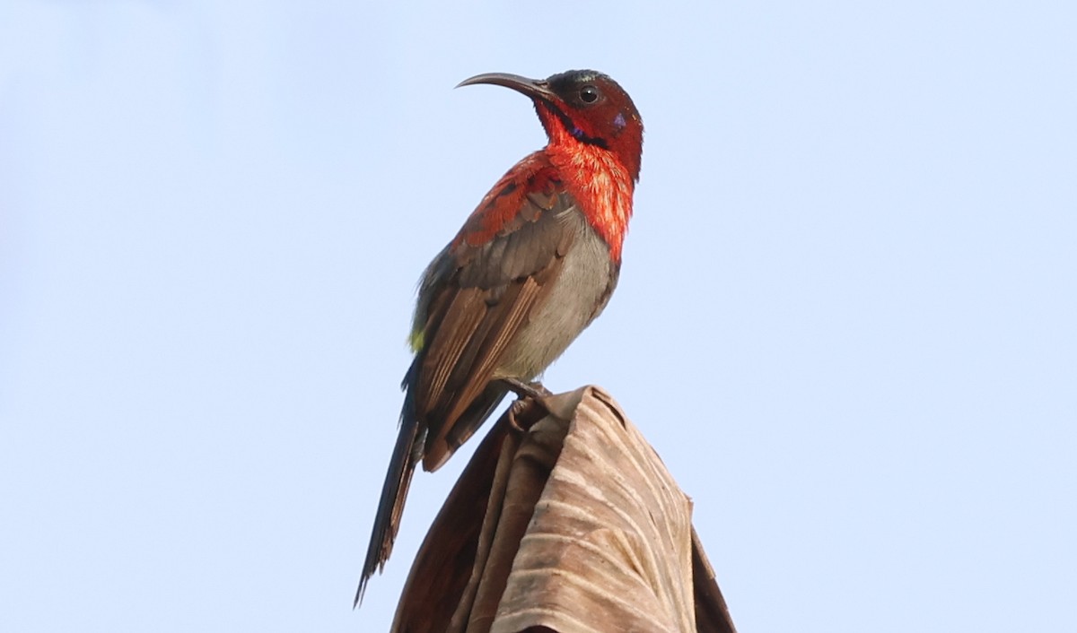 Vigors's Sunbird - ML646520120