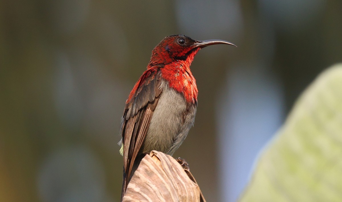 Vigors's Sunbird - ML646520121