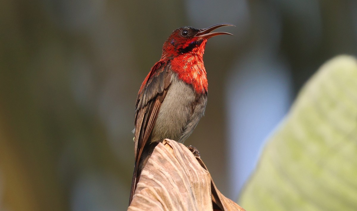 Vigors's Sunbird - ML646520122