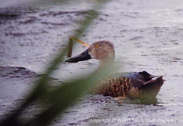 Cape Shoveler - ML646520124