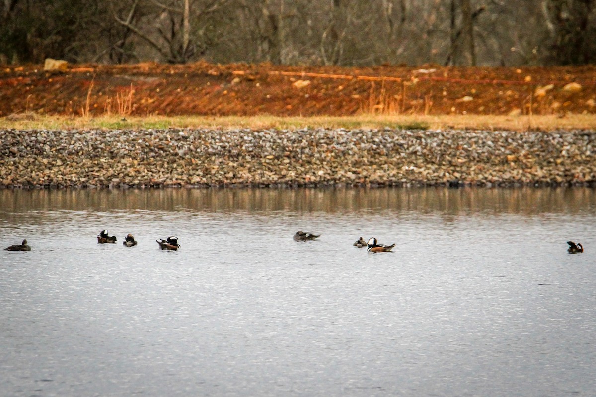 Hooded Merganser - ML646520126