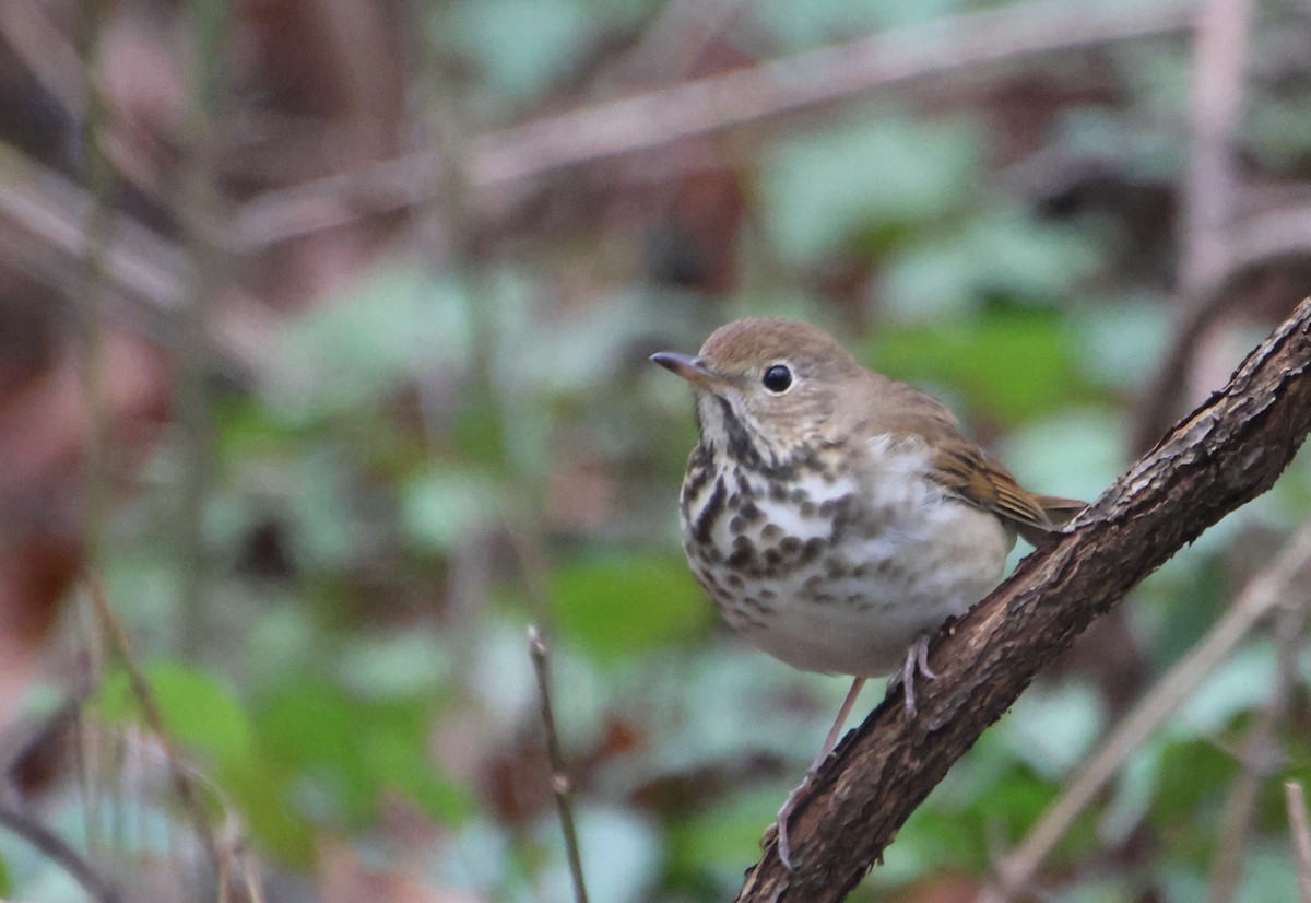 Hermit Thrush - ML646520128