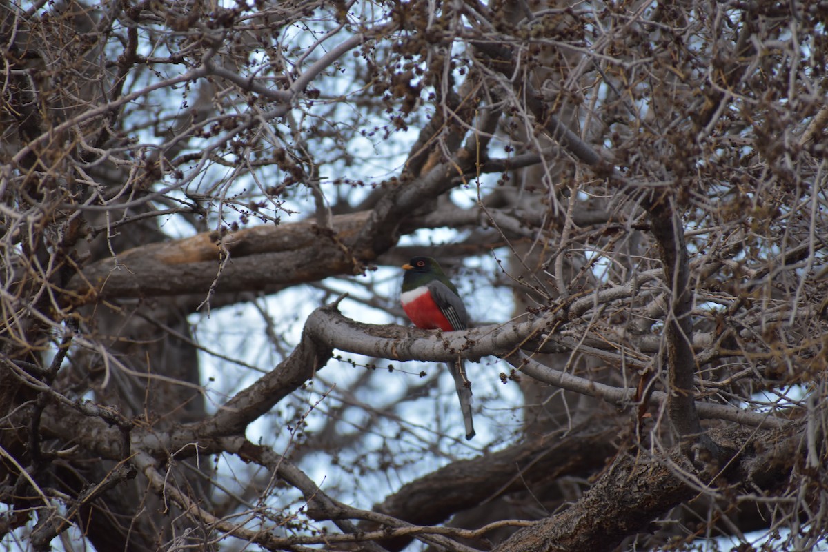 Coppery-tailed Trogon - ML646520129