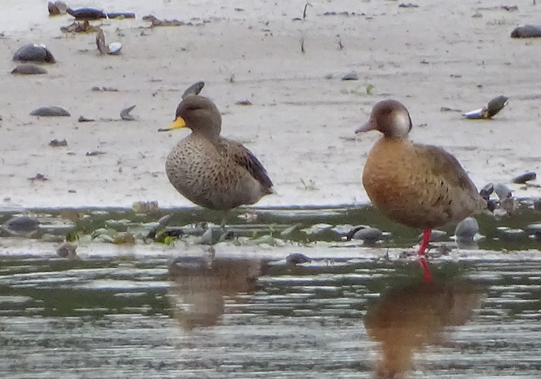 Yellow-billed Teal - ML646520131