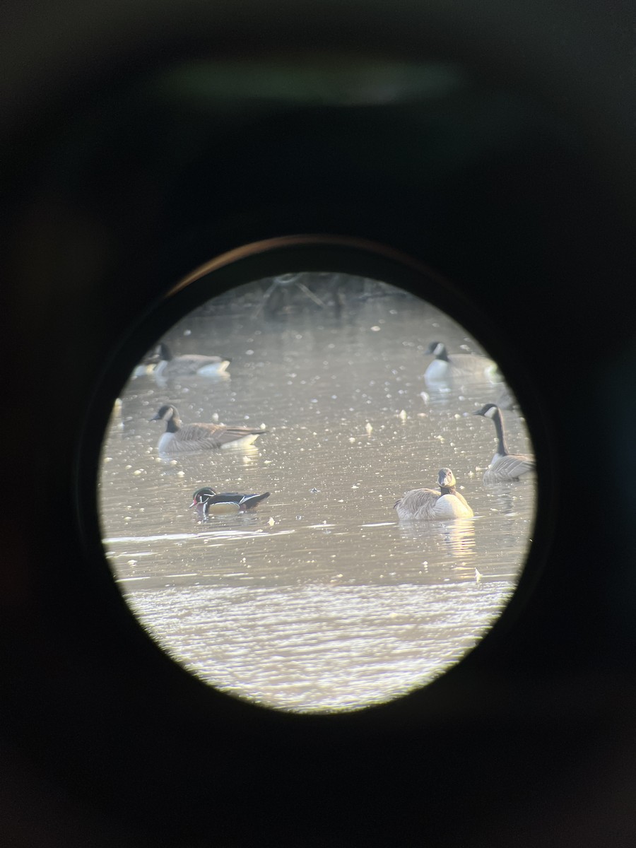 Wood Duck - ML646520132
