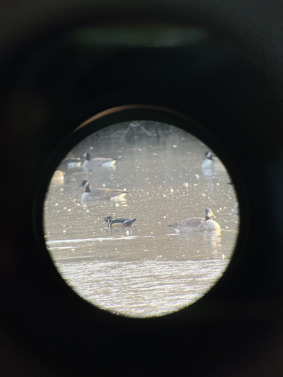 Wood Duck - ML646520133