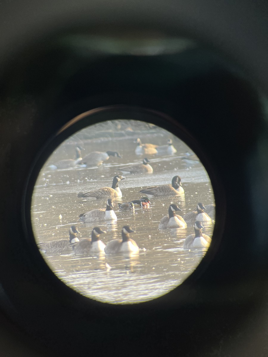 Wood Duck - ML646520134