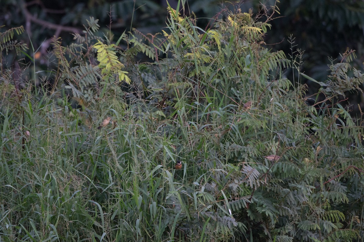 Cinnamon-rumped Seedeater - ML646520137