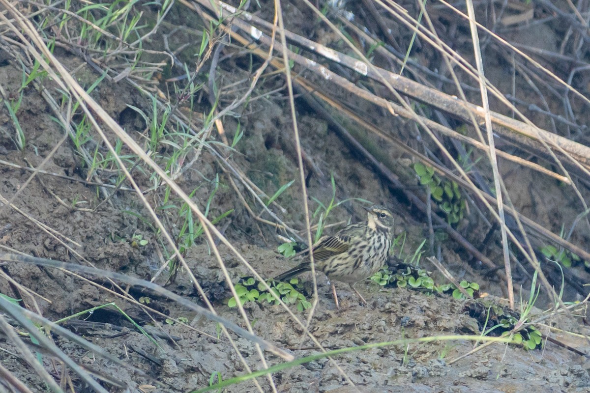 Rosy Pipit - ML646520140