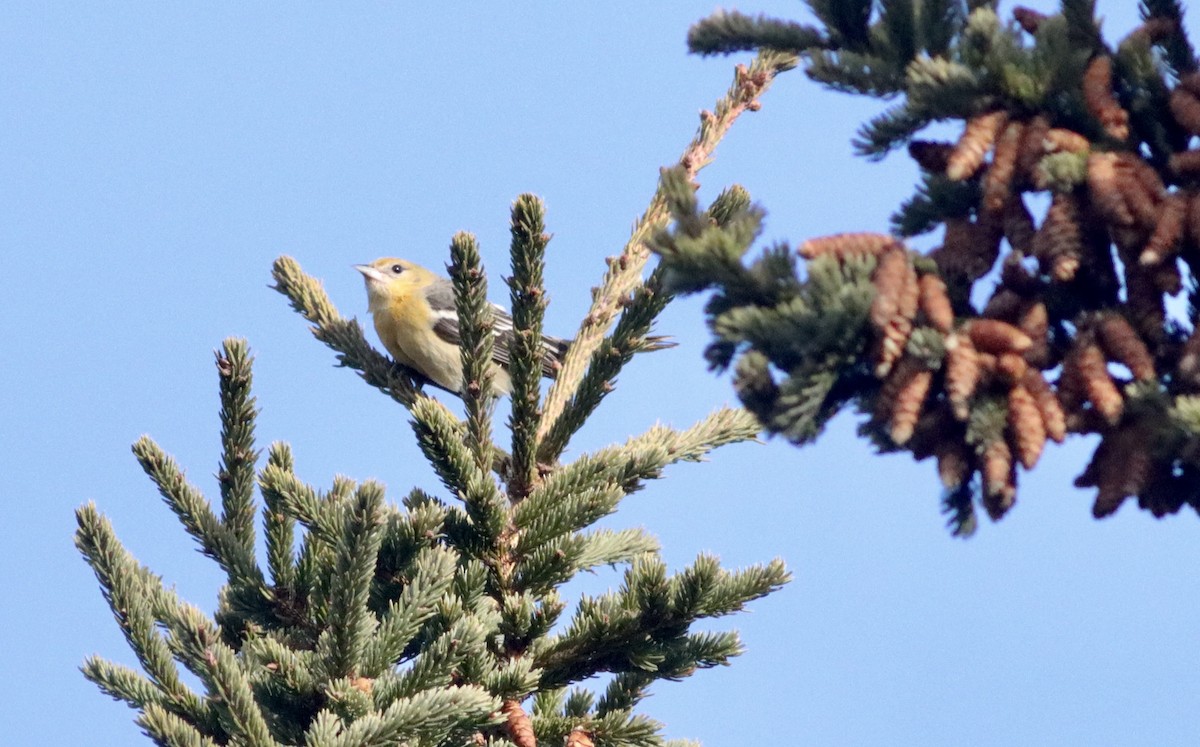 Трупіал балтиморський - ML646520141