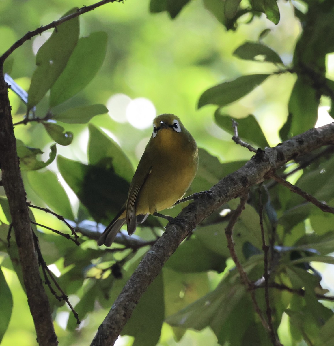 Mbulu White-eye - ML646520142