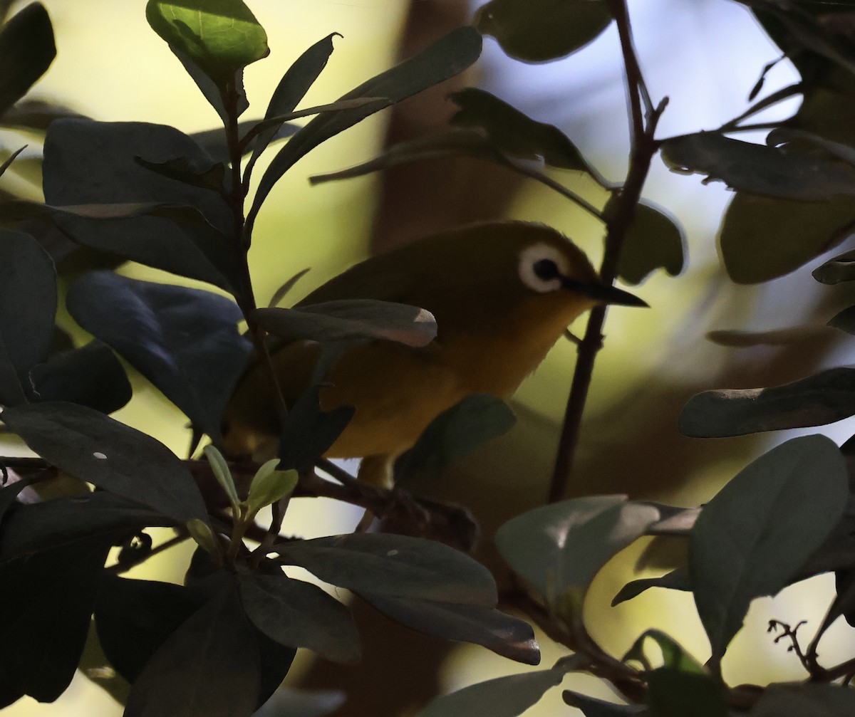 Mbulu White-eye - ML646520143