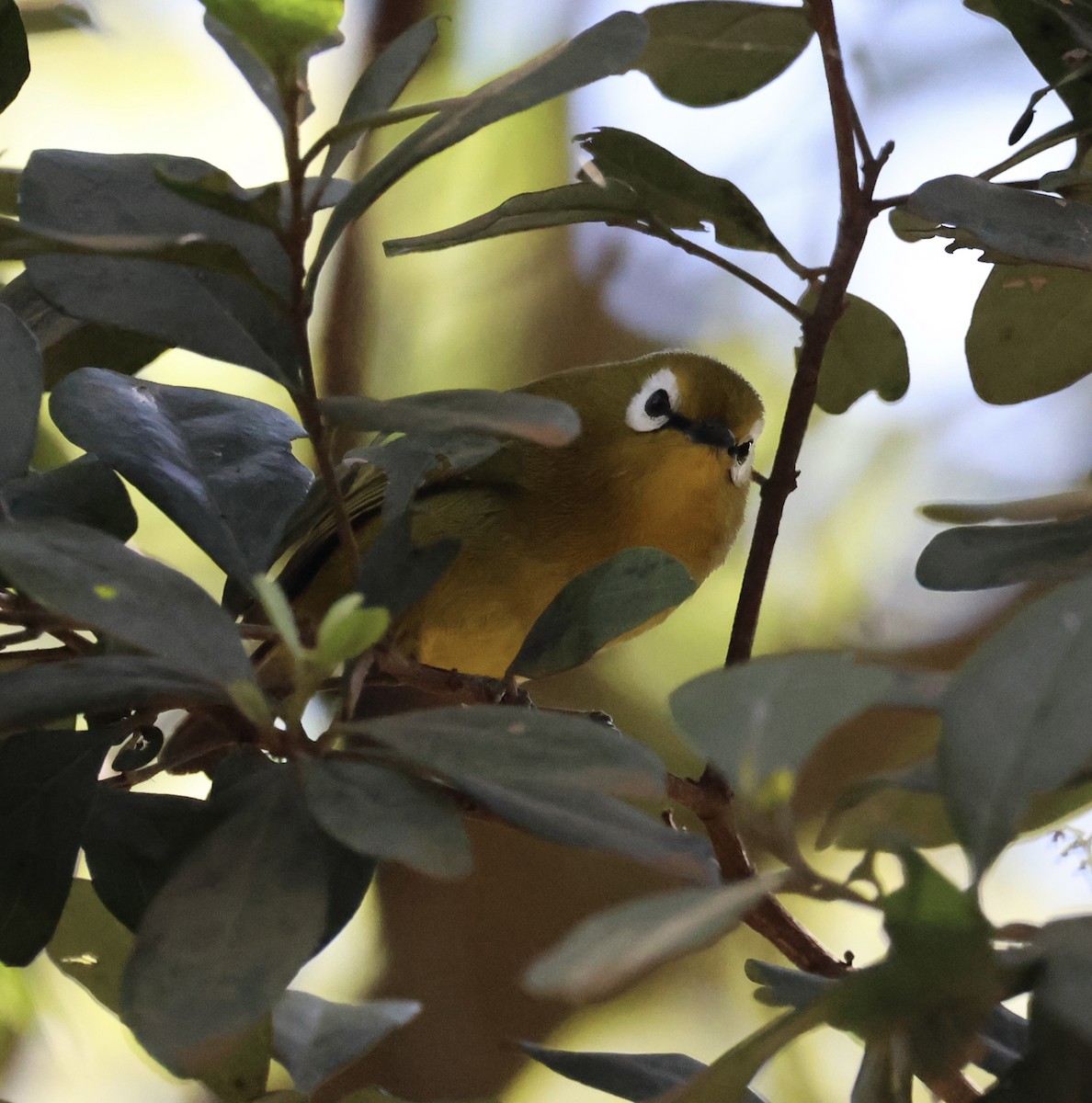 Mbulu White-eye - ML646520144